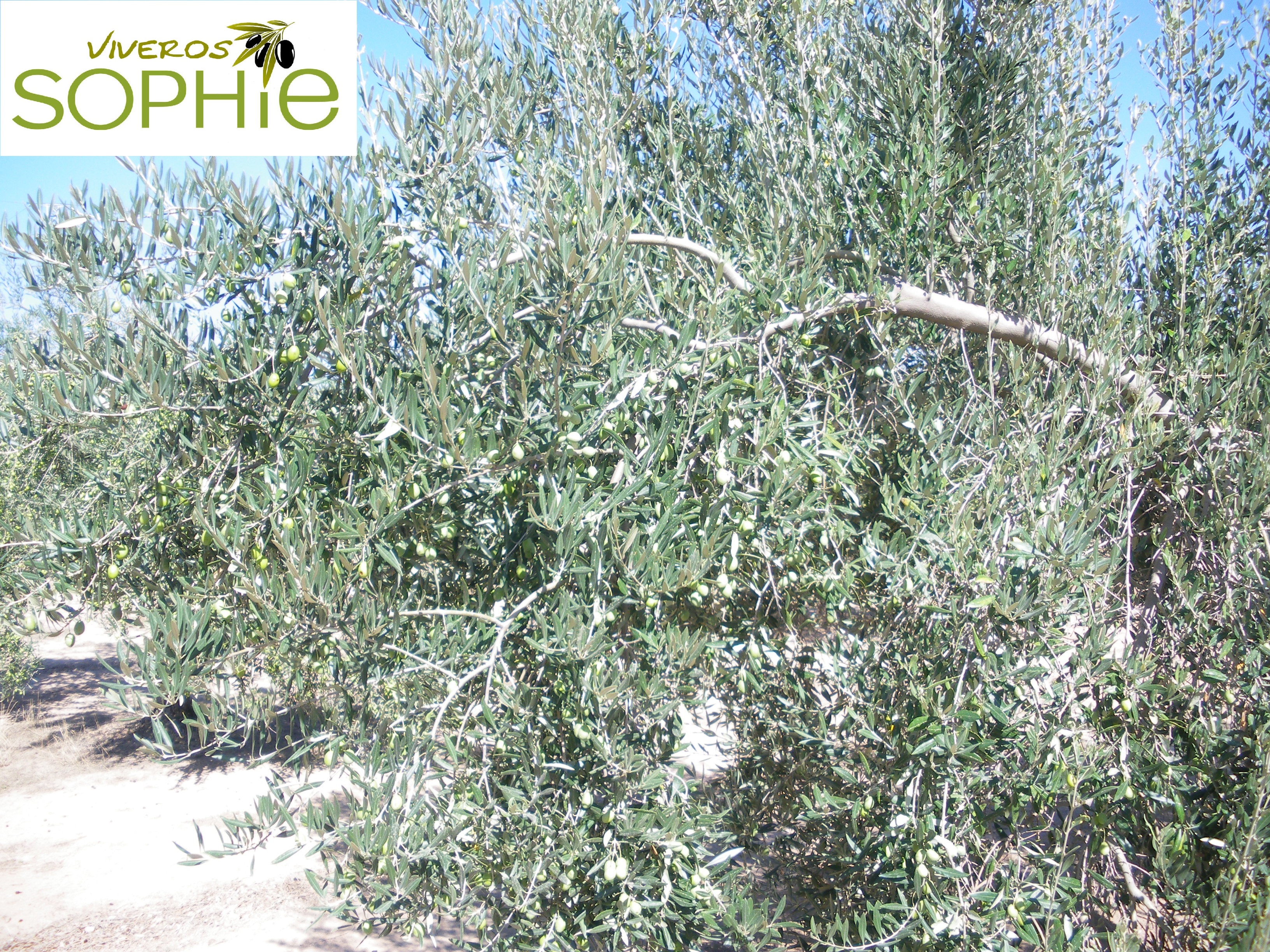 Variedad de olivo MACHO DE JAÉN